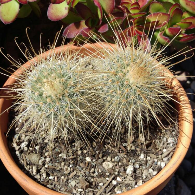 Plant image Mammillaria magnifica