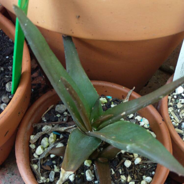 Plant image Haworthia 'Black Gem'