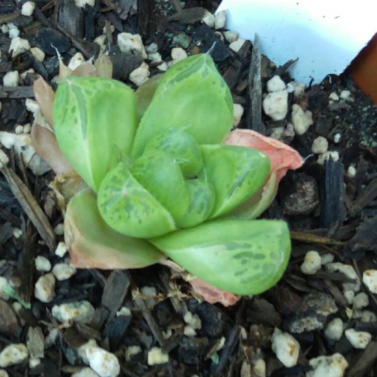 Plant image Haworthia marumiana var batesiana