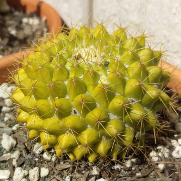 Plant image Mammillaria Marksiana