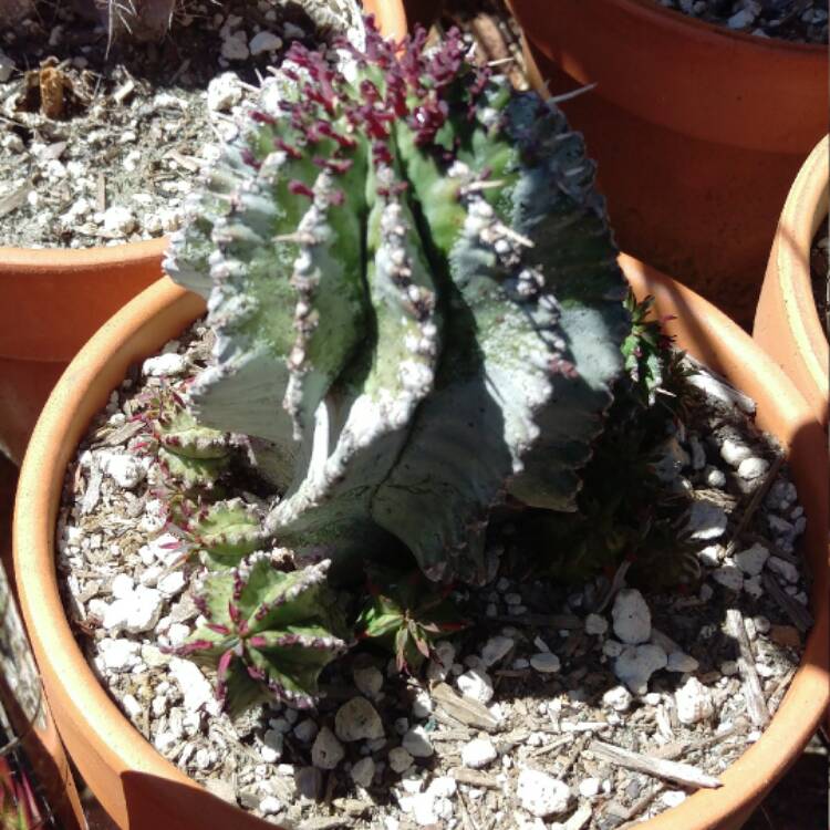 Plant image Euphorbia horrida