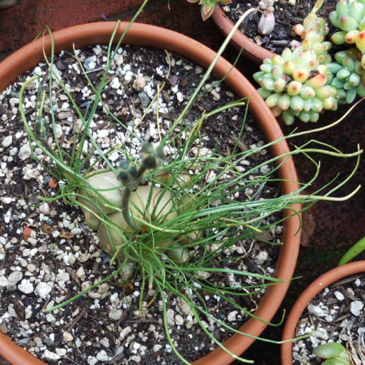 Plant image Albuca Polyphylla