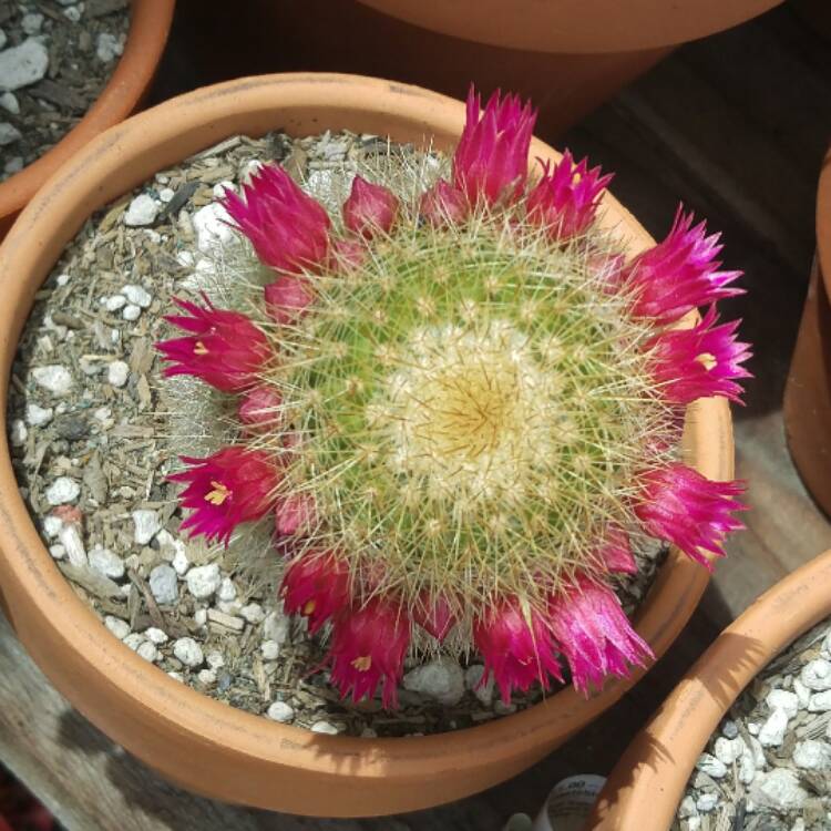 Plant image Mammillaria pilcayensis