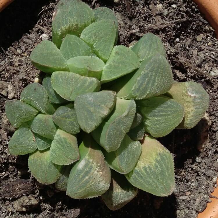 Plant image Haworthia Emelyae