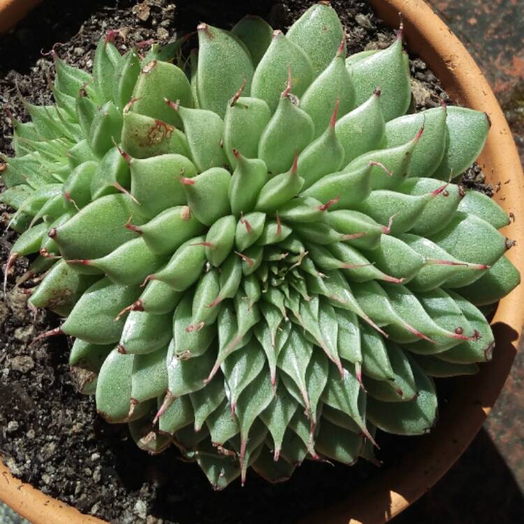 Plant image Graptopetalum Filiferum