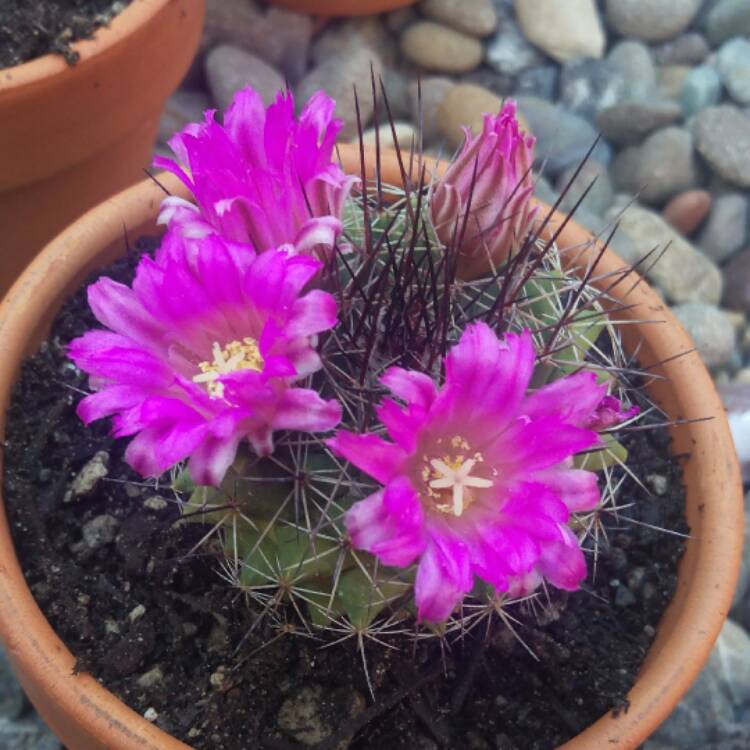 Plant image Thelocactus bicolor syn. Thelocactus bicolor var. bolaensis