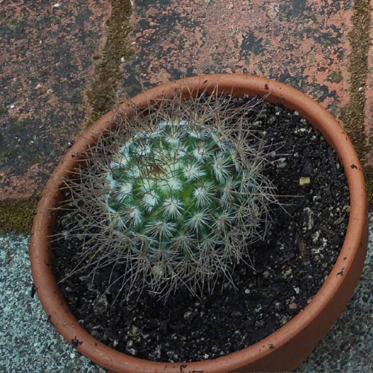 Plant image Mammillaria Magnimamma