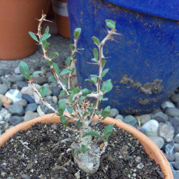 Plant image Fouquieria columnaris