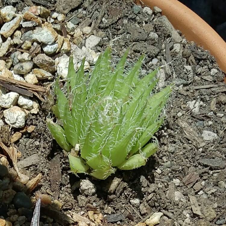 Plant image Haworthia arachnoidea