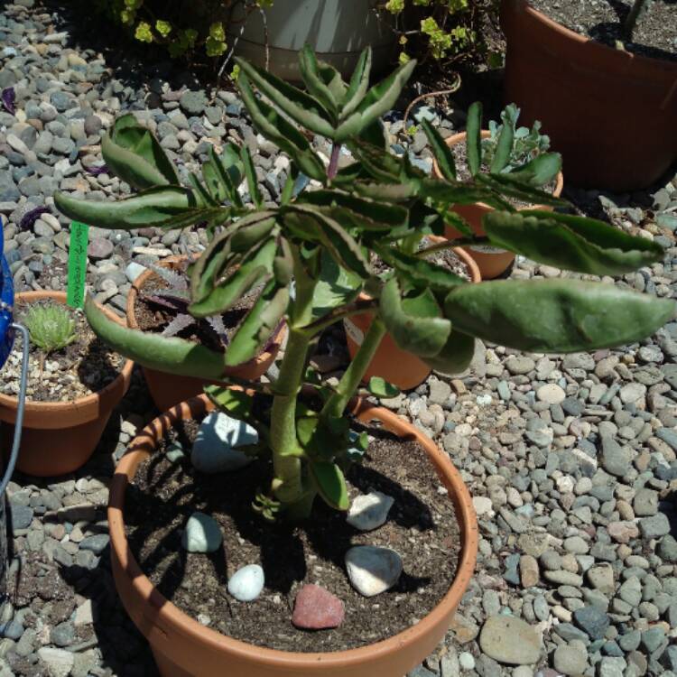 Plant image Kalanchoe prolifera