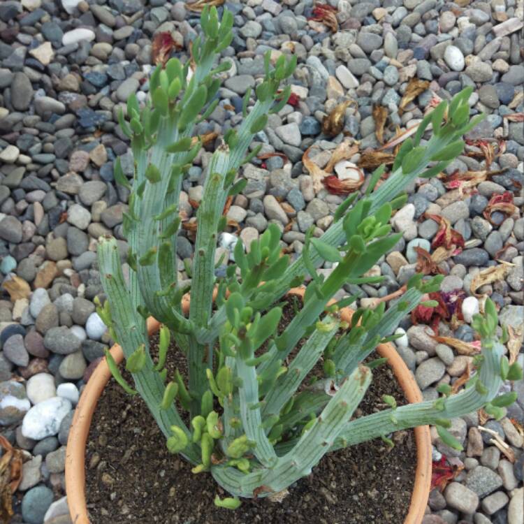 Plant image Senecio anteuphorbium