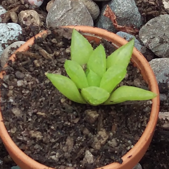 Plant image Haworthia herbacea