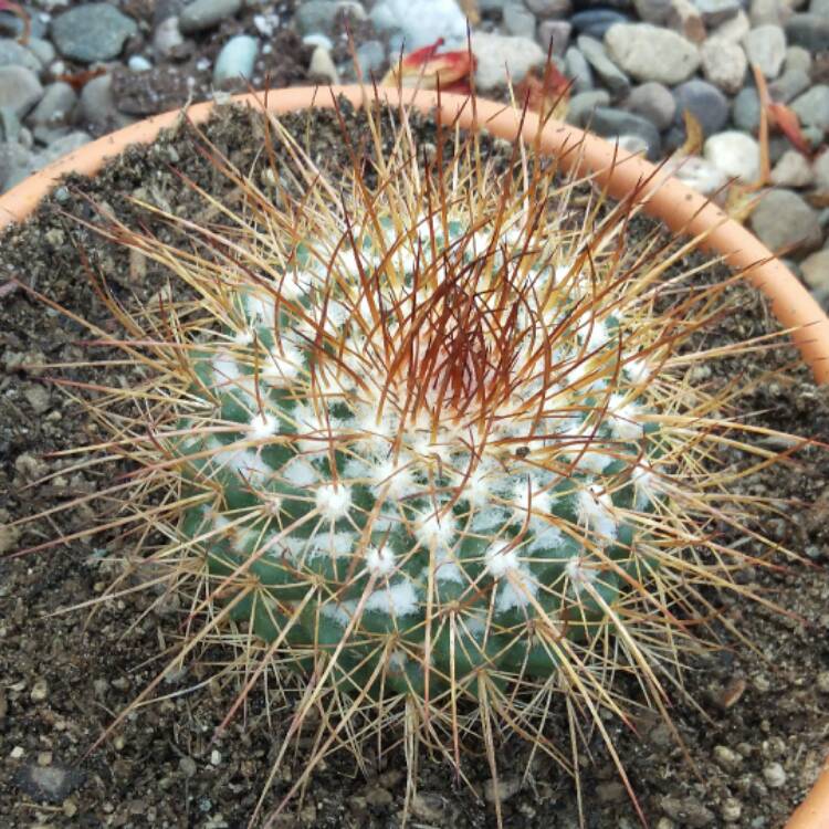 Plant image Mammillaria petterssonii syn. Mammillaria apozolensis var. saltensis