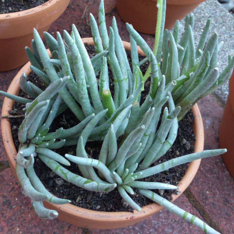 Plant image Senecio Scaposus