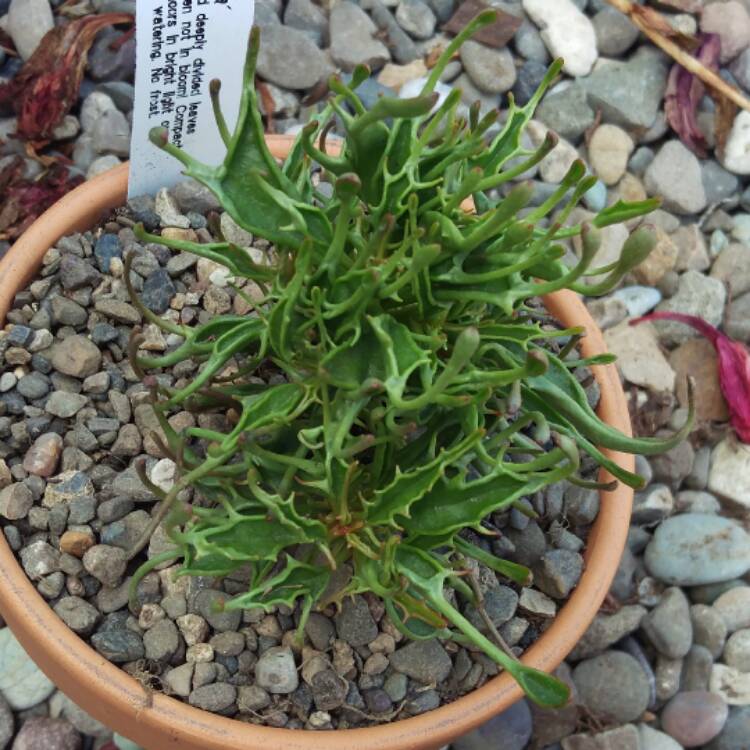 Plant image Kalanchoe katapifa 'Tarantula'