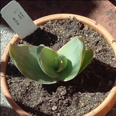 Aloe Striata