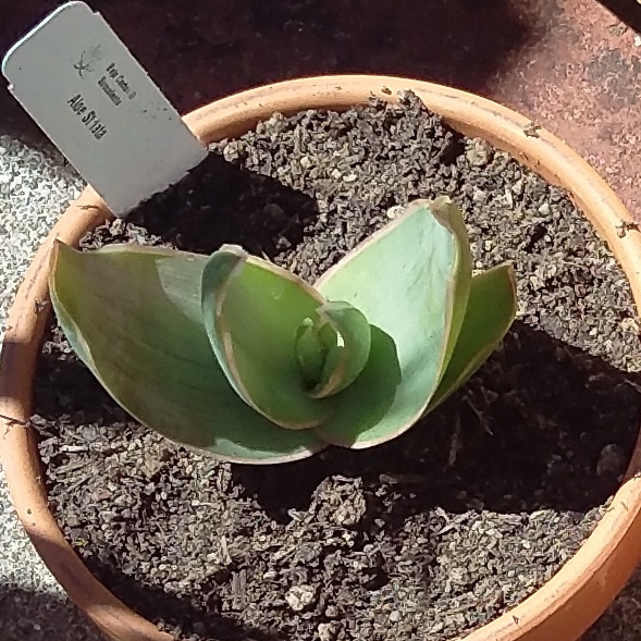 Plant image Aloe Striata