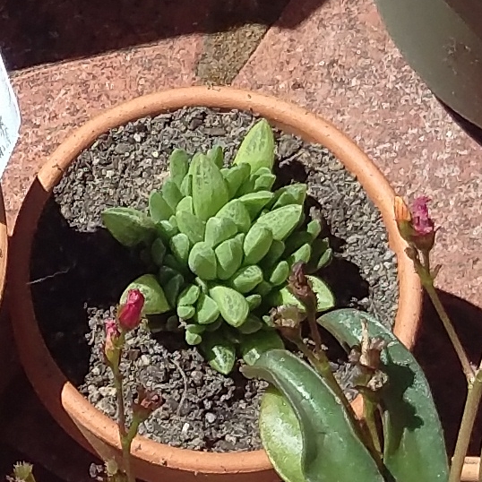 Plant image Haworthia Turgida