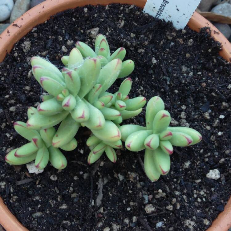 Plant image Crassula nudicaulis var. 'Herrei'