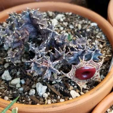 Huernia Zebrina