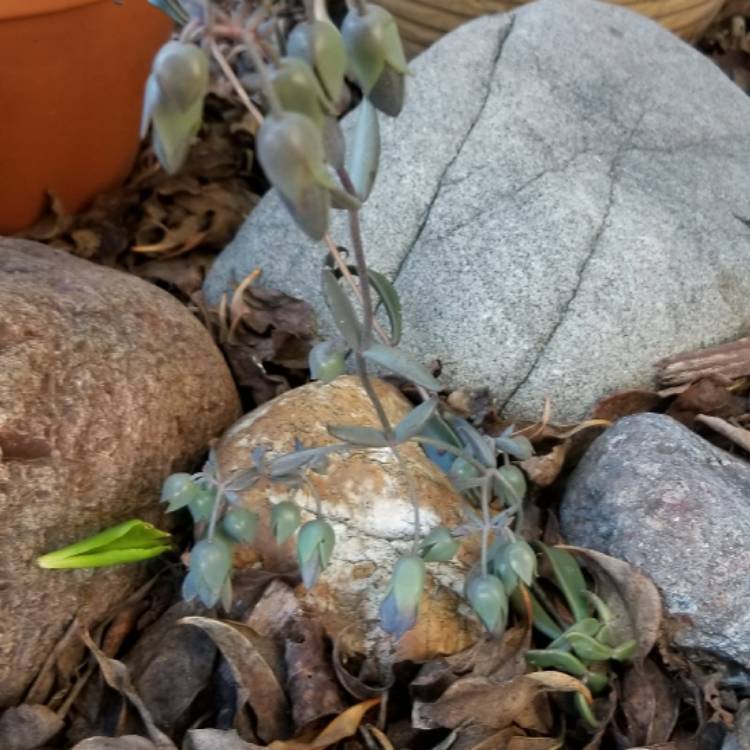 Plant image Kalanchoe Beauverdii