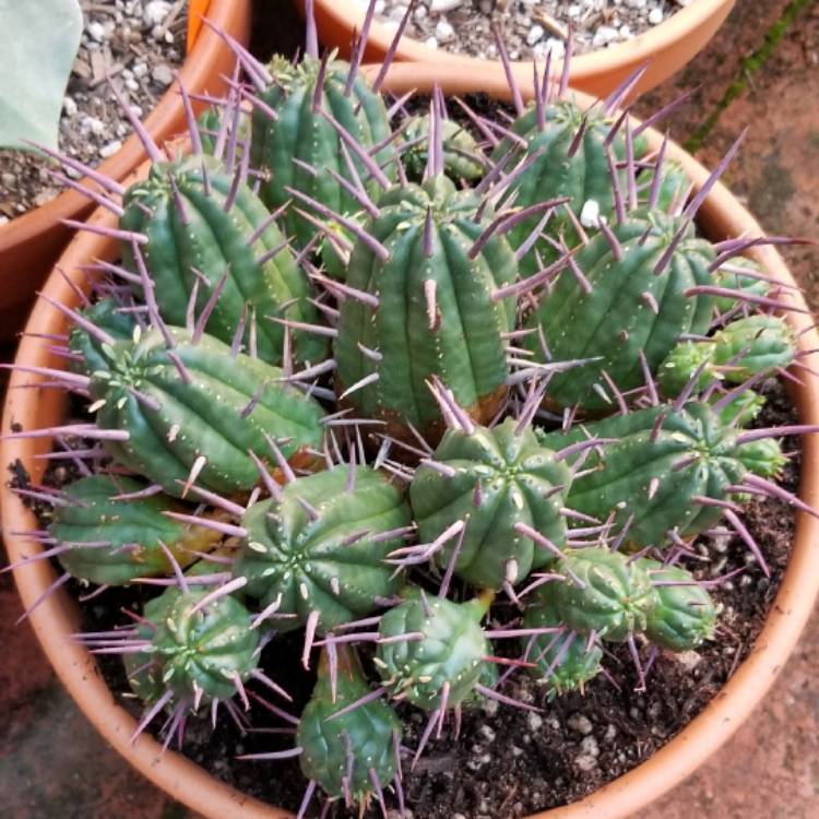 Plant image Euphorbia ferox