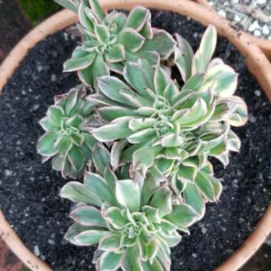 Aeonium Sunburst cristata