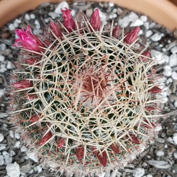 Plant image Mammillaria Mystax