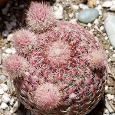 Echinocereus rigidissimus subsp. rubispinus