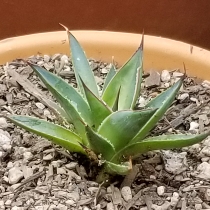 Plant image Agave 'Blue Glow'