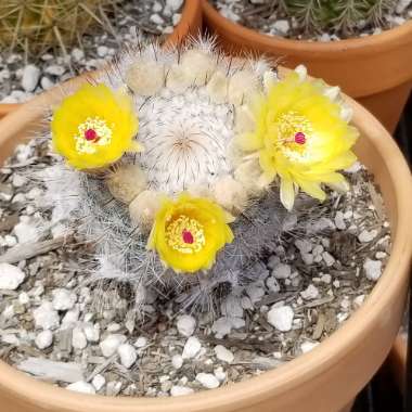 Parodia Erubescens syn. Notocactus schlosseri