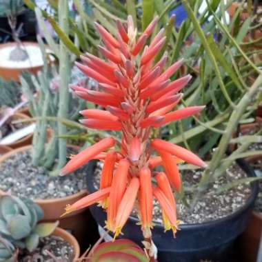 Aloe nobilis