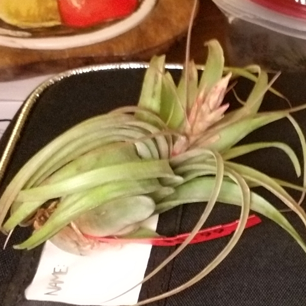 Plant image Tillandsia streptophylla