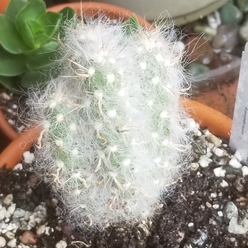 Plant image Austrocylindropuntia vestita