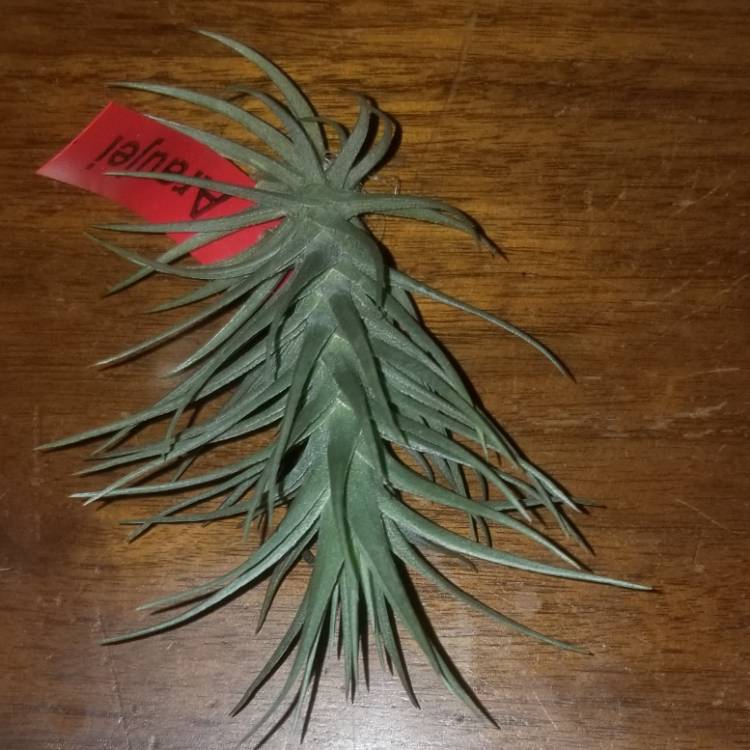 Plant image Tillandsia araujei