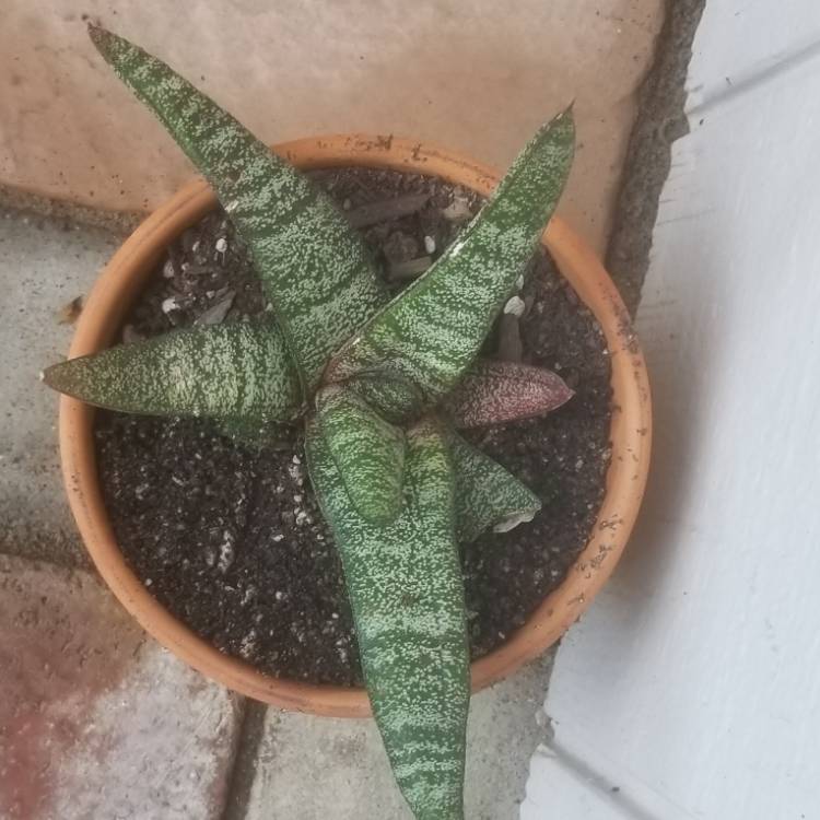 Plant image Gasteria batesiana var. batesiana