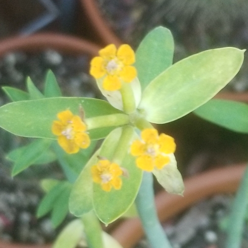 Plant image Euphorbia mauritanica