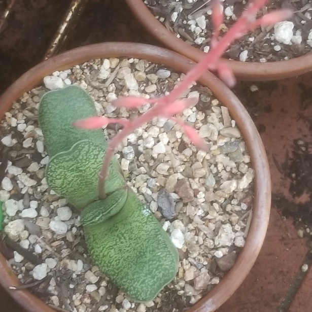 Plant image Gasteria baylissiana x erest rauschii