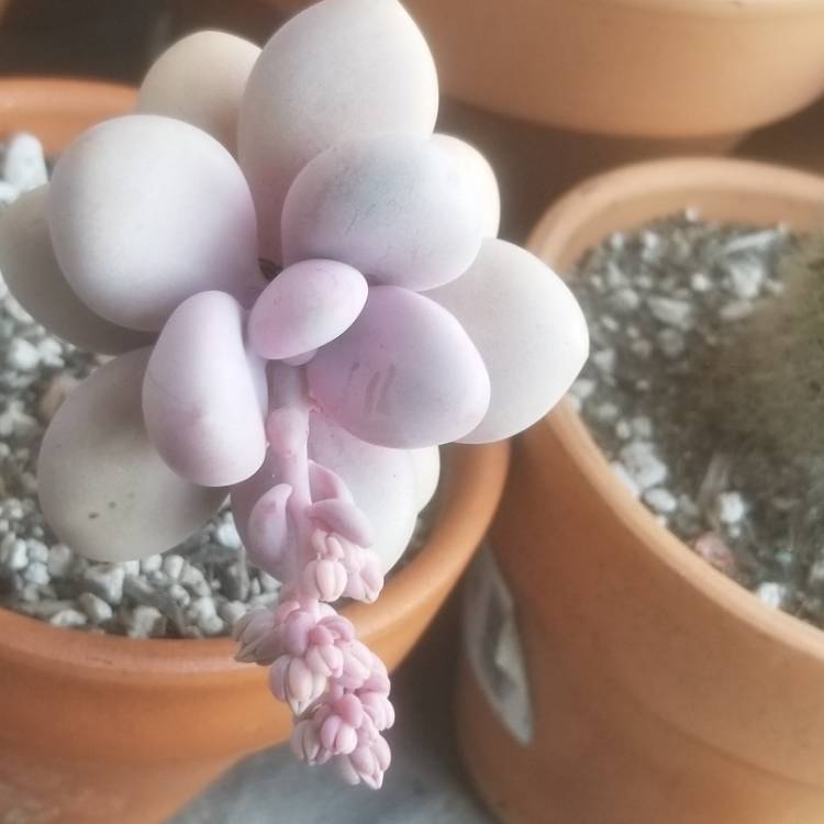 Plant image Graptopetalum Amethystinum