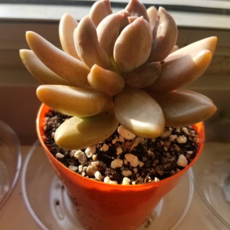 Plant image xGraptoveria Royal Flush