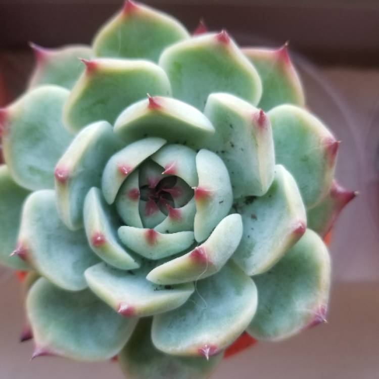 Plant image Echeveria Azulita