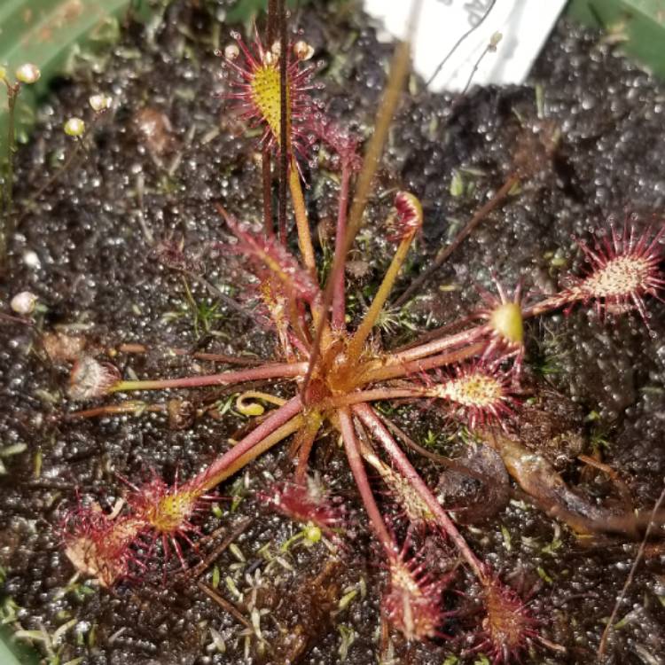 Plant image Drosera Intermedia