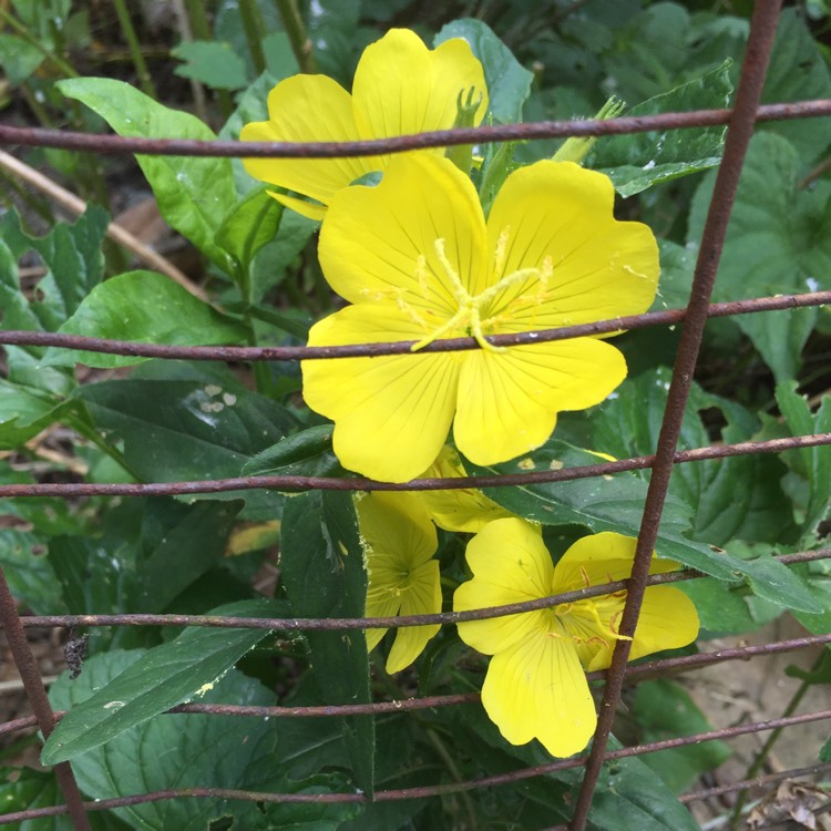 Plant image Oenothera Fruticosa 'Sundrops'