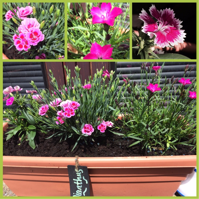 Plant image Dianthus 'Festival Series'