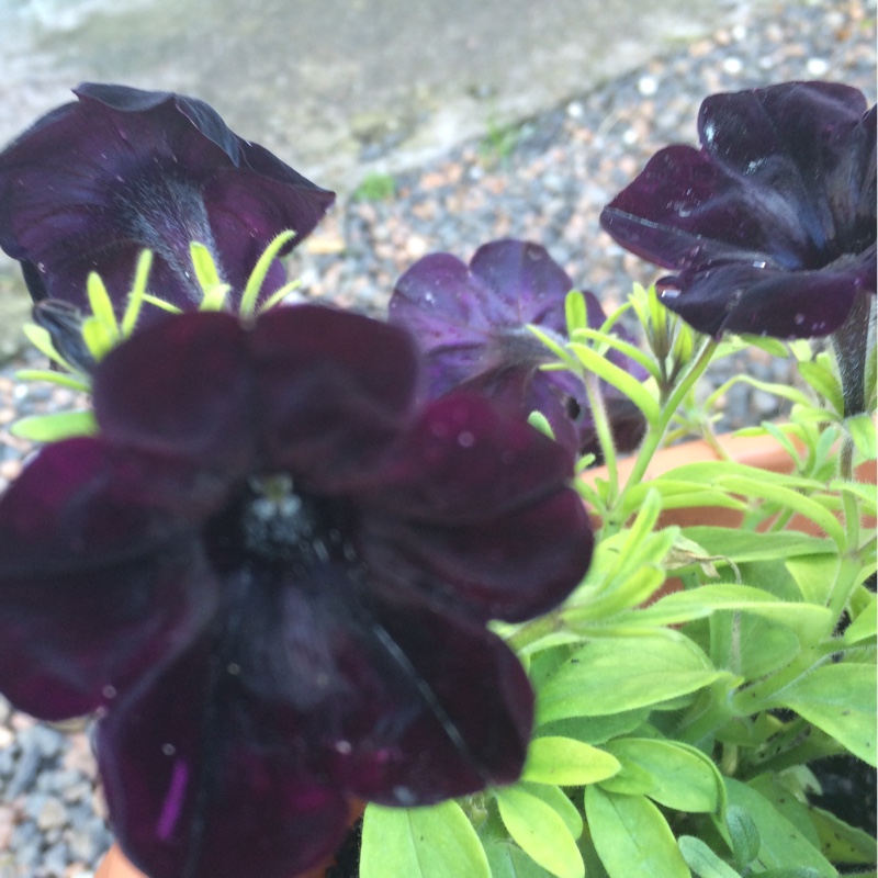 Petunia 'Black Velvet'