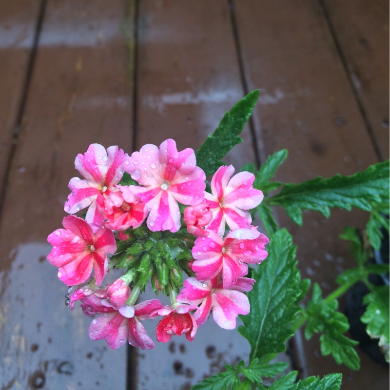 Plant image Verbena 'Twister Pink'