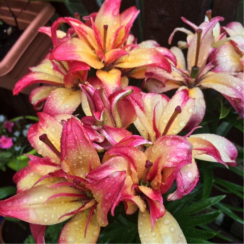 Lilium 'Matrix'