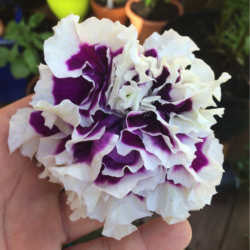 Plant image Petunia Double