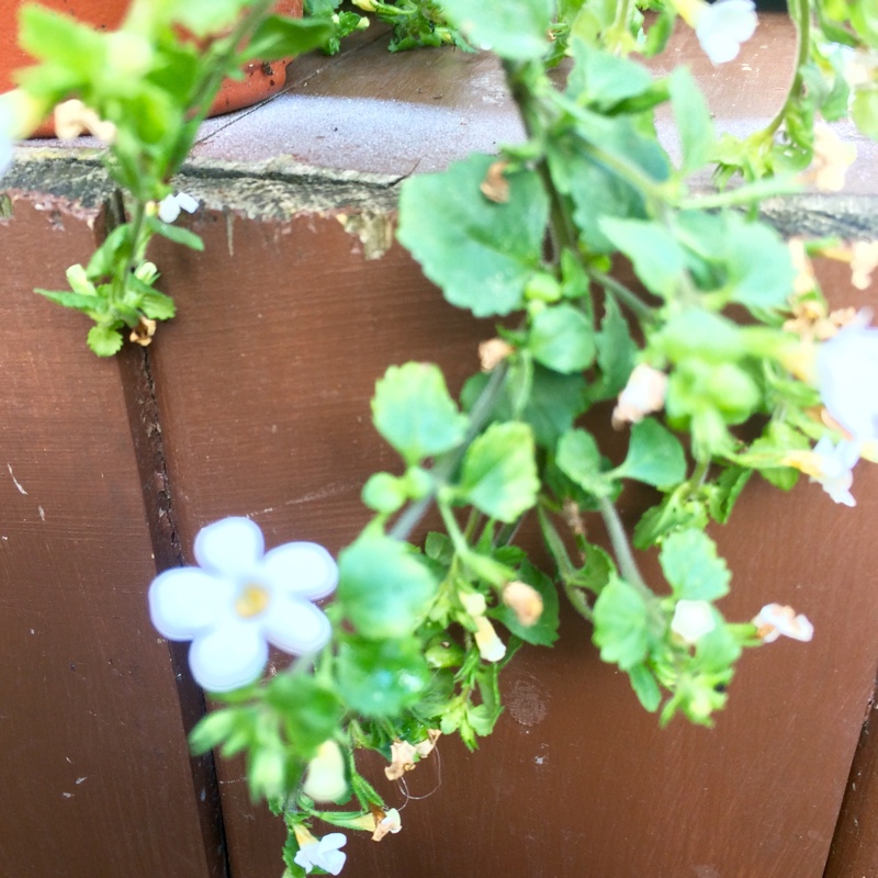 Plant image Sutera cordata 'Snowflake' syn. Bacopa cordata 'Snowflake'