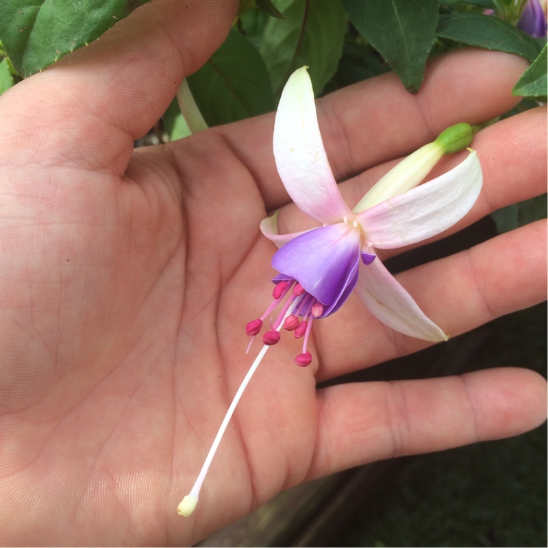 Plant image Fuchsia 'Carmel Blue'